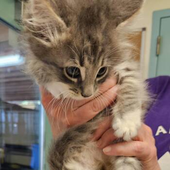 Nemo -  Domestic Short Hair Cat for Adoption in Port Townsend, Washington - Nemo | PetCurious