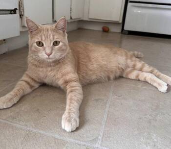 Rescue Domestic Short Hair Cats for Adoption in Humble, Texas - Bagel | PetCurious