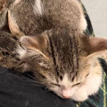 Pip 22742 -  Domestic Short Hair Cat for Adoption in Minneapolis, Minnesota - Pip 22742 | PetCurious