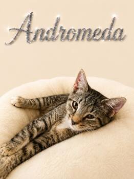 Andromeda (FCID# 07/23/2026 - 89 Middletown PS) DC -  Tabby Cat for Adoption in Greenville, Delaware - Andromeda (FCID# 07/23/2026 - 89 Middletown PS) DC | PetCurious