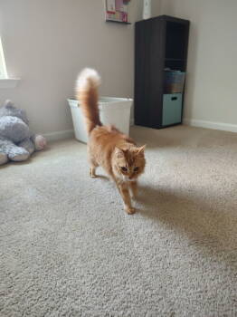 Rescue Domestic Long Hair Cats for Adoption in Greenville, South Carolina - Elvis LB | PetCurious