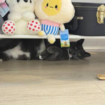 Mr. Ferguson (formerly known as Tux) -  Domestic Short Hair Cat for Adoption in Toronto, Ontario - Mr. Ferguson (formerly Known As Tux) | PetCurious