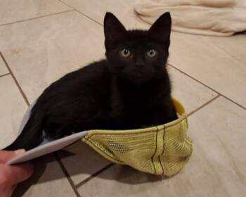 Romeo -  Domestic Short Hair Cat for Adoption in Vancouver, Washington - Romeo | PetCurious
