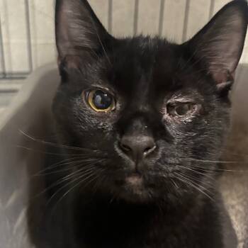 Rescue Domestic Short Hair Cats for Adoption in Napoleon, Ohio - Thackery 61C25 | PetCurious