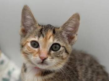 Chamomile -  Domestic Short Hair Cat for Adoption in Portland, Oregon - Chamomile | PetCurious