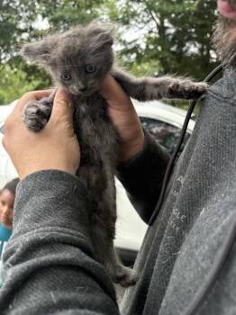 Idella -  Domestic Medium Hair Cat for Adoption in Mobile, Alabama - Idella | PetCurious