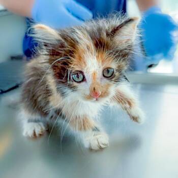 Rain -  Domestic Medium Hair Cat for Adoption in Chapel Hill, North Carolina - Rain | PetCurious