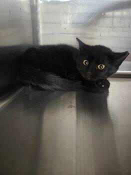 Rescue Domestic Short Hair Cats for Adoption in Maryville, Tennessee - KiKi | PetCurious