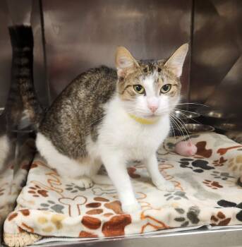 Paisley -  Domestic Short Hair Cat for Adoption in Clayton, New Jersey - Paisley | PetCurious