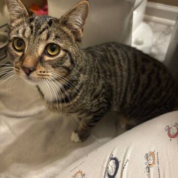 Rescue Domestic Short Hair Cats for Adoption in Harrisonburg, Virginia - Savy | PetCurious