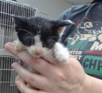 ECLIPSE -  Domestic Short Hair Cat for Adoption in Salinas, California - ECLIPSE | PetCurious