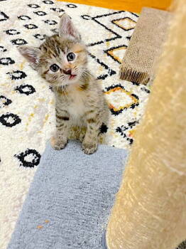 Rescue Domestic Short Hair Cats for Adoption in Fremont, California - CHARLOTTE | PetCurious