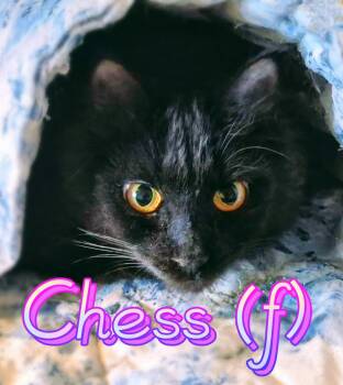 Domestic Short Hair Cats Available for Adoption - Chess | PetCurious
