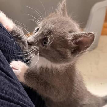Harper -  Domestic Short Hair and Russian Blue Cat for Adoption in Huntsville, Alabama - Harper | PetCurious