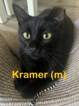 Rescue Domestic Short Hair Cats for Adoption in New Bern, North Carolina - KRAMER Cat | PetCurious
