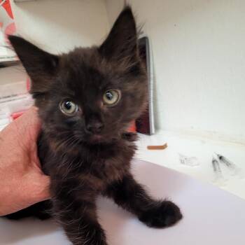 Bella Grey -  Domestic Medium Hair Cat for Adoption in Belfair, Washington - Bella Grey | PetCurious