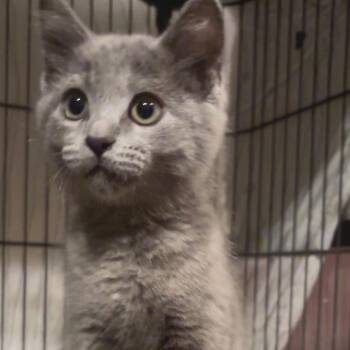 Durga -  American Shorthair and Russian Blue Cat for Adoption in Monroe, Michigan - Durga | PetCurious