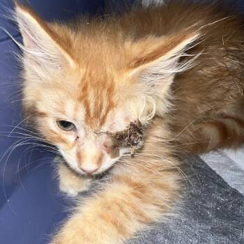 Popcorn -  Domestic Long Hair Cat for Adoption in New York, New York - Popcorn | PetCurious