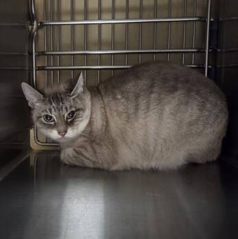 Auby -  Siamese Cat for Adoption in Vancouver, Washington - Auby | PetCurious