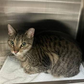 Auntie -  Domestic Short Hair Cat for Adoption in Philadelphia, Pennsylvania - Auntie | PetCurious