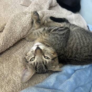Tortellini -  Domestic Short Hair Cat for Adoption in Jupiter, Florida - Tortellini | PetCurious