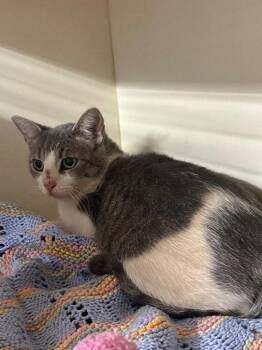 Working Cat:  Princess Autumn Joy -  Domestic Short Hair Cat for Adoption in Bloomington, Indiana - Working Cat:  Princess Autumn Joy | PetCurious