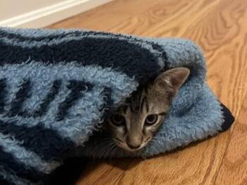 KENNY -  Domestic Short Hair Cat for Adoption in Palo Alto, California - KENNY | PetCurious