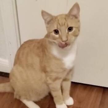 Alexander -  Domestic Short Hair Cat for Adoption in Liverpool, Texas - Alexander | PetCurious