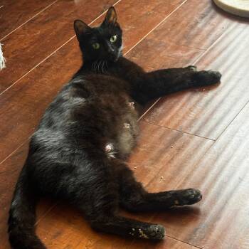 Domestic Short Hair Cats Available for Adoption in Los Angeles, California - Coachella | PetCurious
