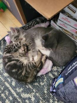 Domestic Short Hair Cats Available for Adoption in Canton, Massachusetts - Bobby, Tobo & Elphie  | PetCurious
