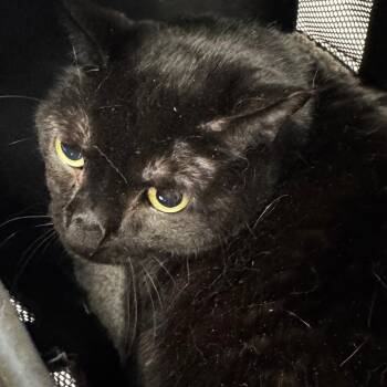 Domestic Short Hair Cats Available for Adoption - Midnight Grace | PetCurious