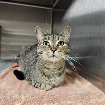 Tiger Cats Available for Adoption in Bluffton, Indiana - Brownie | PetCurious