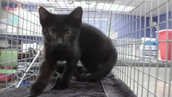 DOVER -  Domestic Short Hair Cat for Adoption in Omaha, Nebraska - DOVER | PetCurious