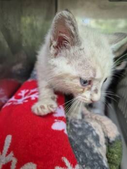 In Foster Feta -  Domestic Short Hair Cat for Adoption in Lawrenceville, Georgia - In Foster Feta | PetCurious