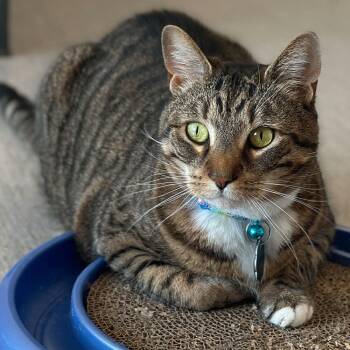 Domestic Short Hair Cats Available for Adoption - Raccoon | PetCurious