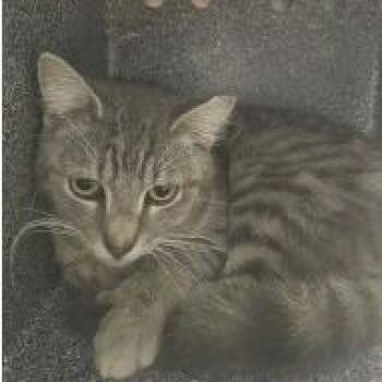 Domestic Short Hair Cats Available for Adoption - Deven | PetCurious