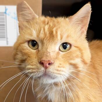 Domestic Short Hair Cats Available for Adoption in Jefferson, Wisconsin - Small Fry | PetCurious