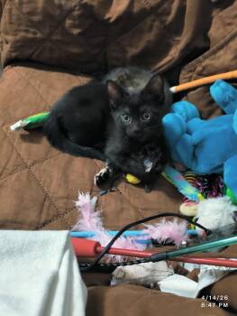 Domestic Short Hair Cats Available for Adoption in Herndon, Virginia - Trouble | PetCurious