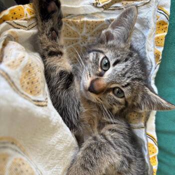 Garbanzo -  American Shorthair Cat for Adoption in Greenfield, Indiana - Garbanzo | PetCurious