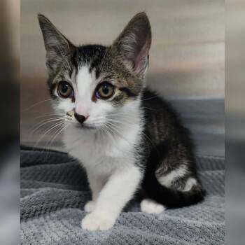 Crush -  Domestic Short Hair Cat for Adoption in Toledo, Ohio - Crush | PetCurious