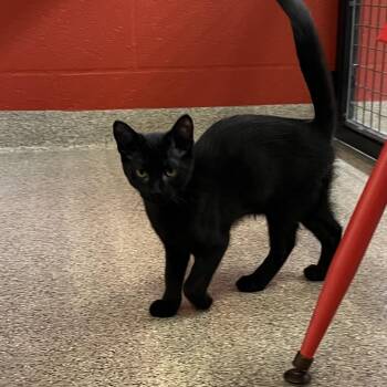 Will -  Domestic Short Hair Cat Available for Adoption in Sarasota, Florida - Will | PetCurious