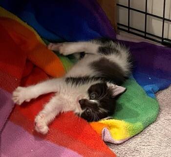 Clover -  Domestic Short Hair Cat Available for Adoption in Salt Lake City, Utah - Clover | PetCurious