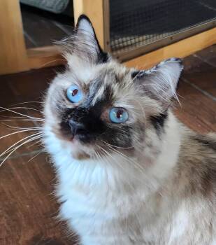 Weaver -  Ragdoll Cat for Adoption in Converse, Texas - Weaver | PetCurious