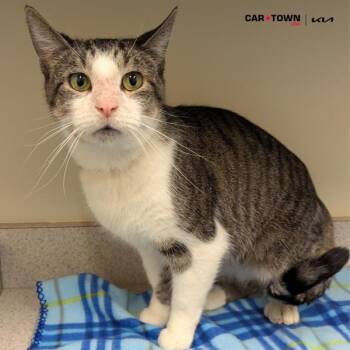 Rescue Domestic Short Hair Cats for Adoption in Lexington, Kentucky - Evel Knievel | PetCurious