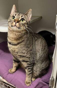 Valley -  Domestic Short Hair Cat for Adoption in Stratham, New Hampshire - Valley | PetCurious