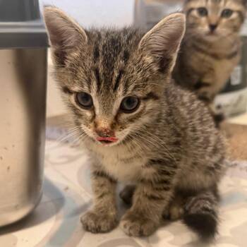 Domestic Short Hair Cats Available for Adoption in Missouri City, Texas - Zip | PetCurious