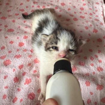 Domestic Short Hair Cats Available for Adoption in San Antonio, Texas - Sprout | PetCurious