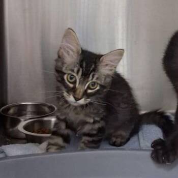 Domestic Long Hair Cats Available for Adoption in Lake Havasu City, Arizona - Loki | PetCurious