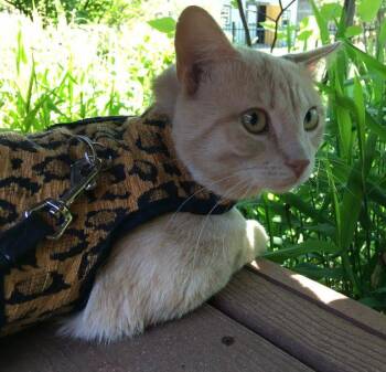Boss -  Tabby and Domestic Short Hair Cat Available for Adoption in Tulsa, Oklahoma - Boss | PetCurious
