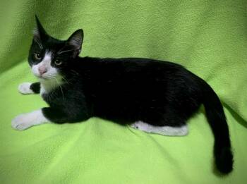 Raeve -  Domestic Short Hair Cat for Adoption in Tucson, Arizona - Raeve | PetCurious